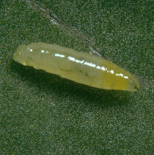 Liriomyza spp. Larva. Copyright Koppert